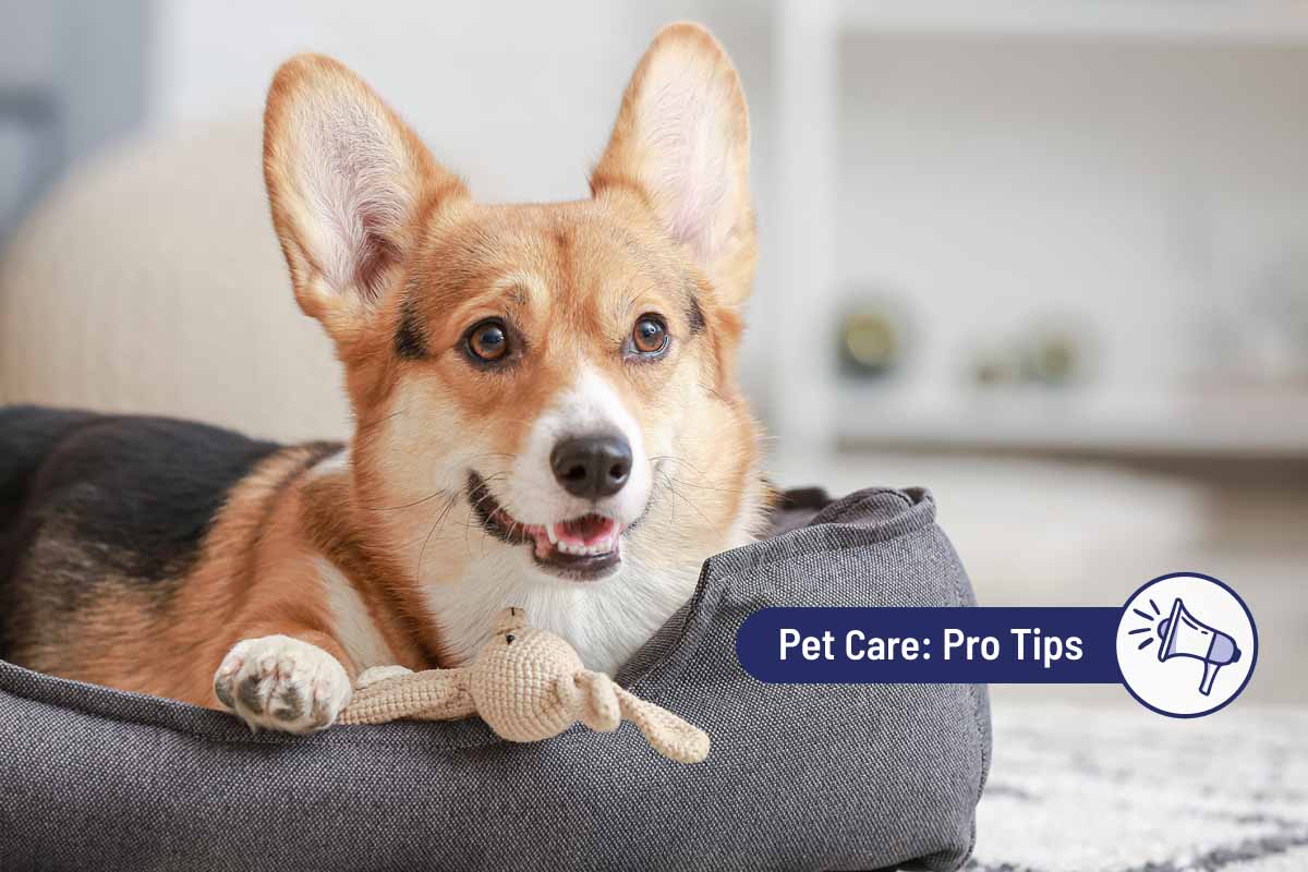 ev-blog-thunder-protips