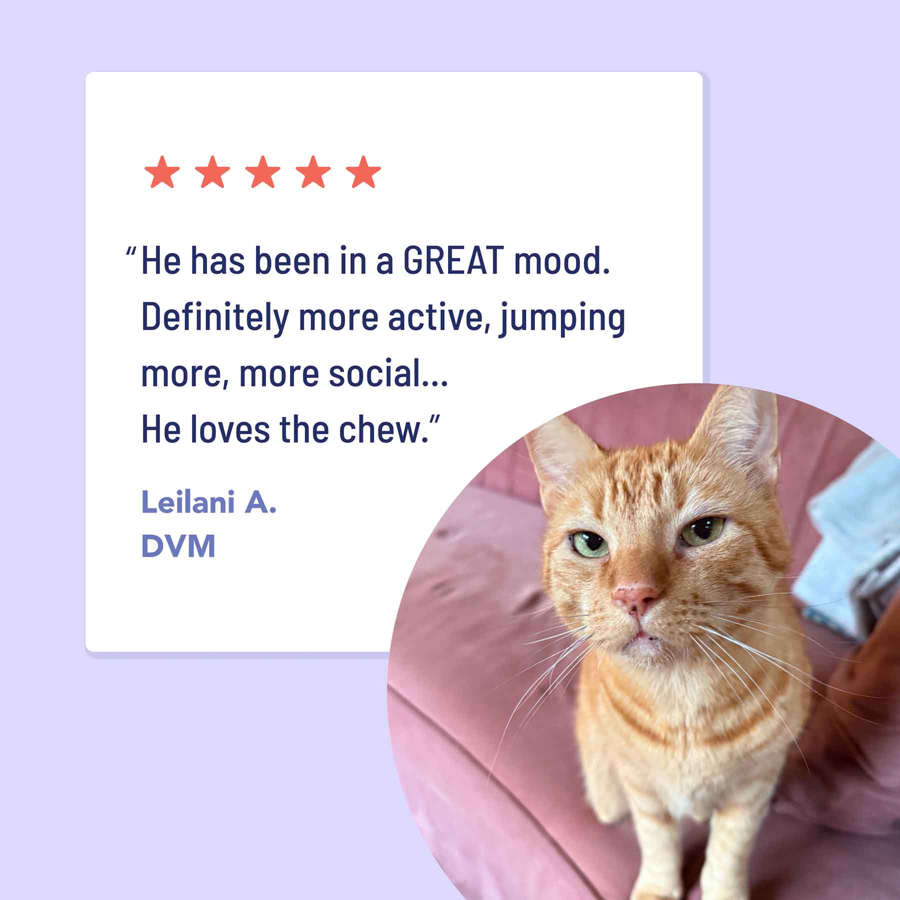 Animal, Cat, Mammal, Pet, Kitten