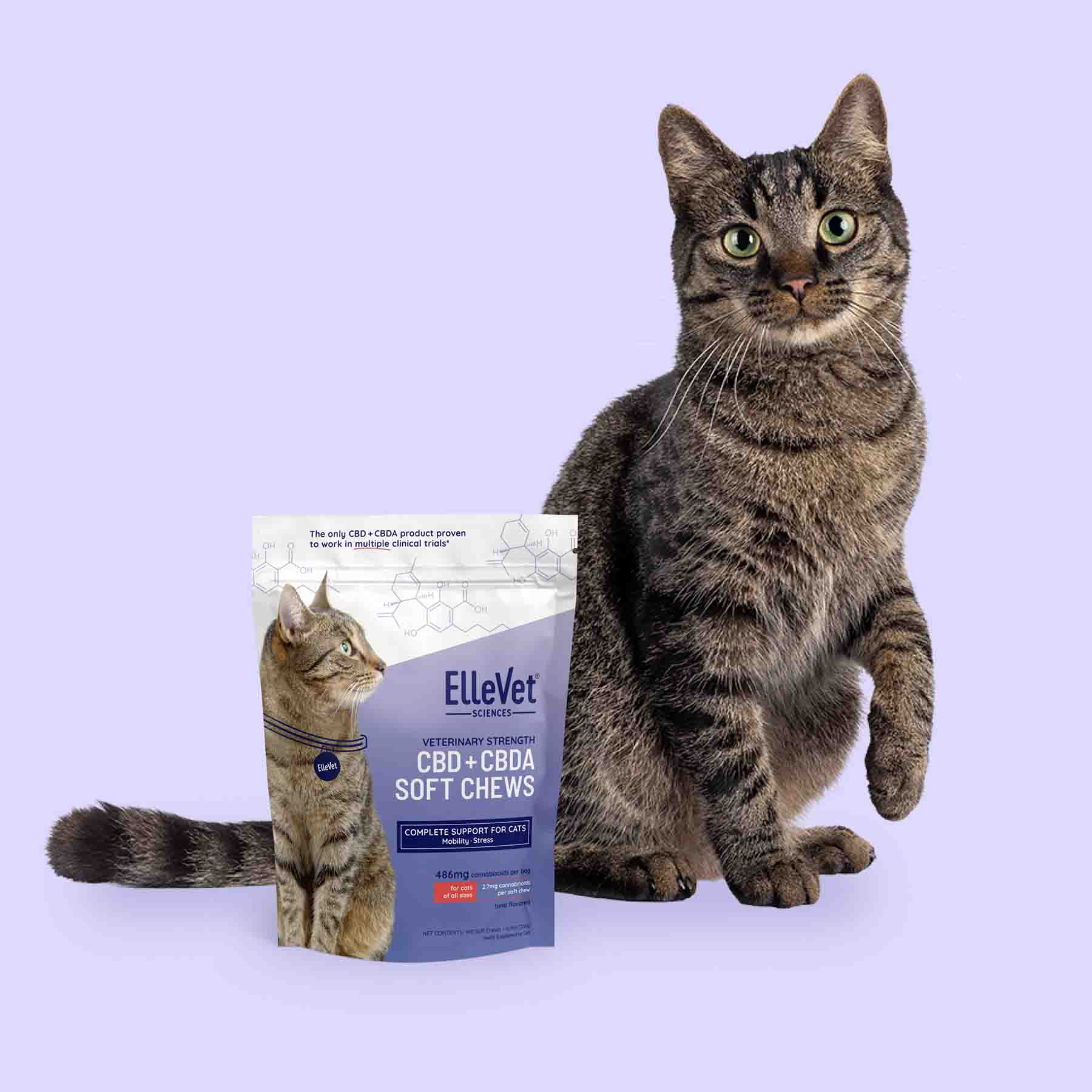 Animal, Cat, Mammal, Manx, Pet