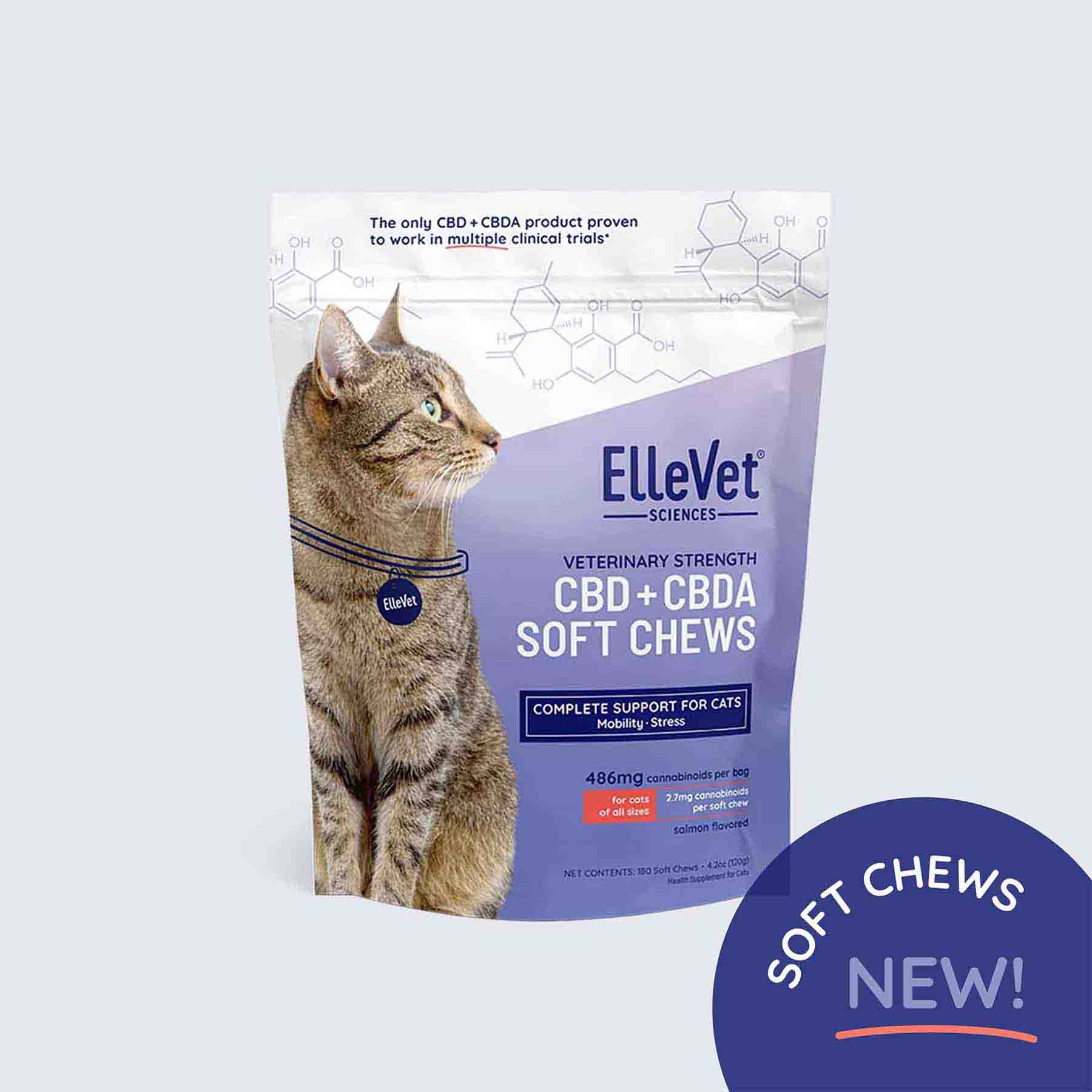 Animal, Cat, Mammal, Pet, Advertisement